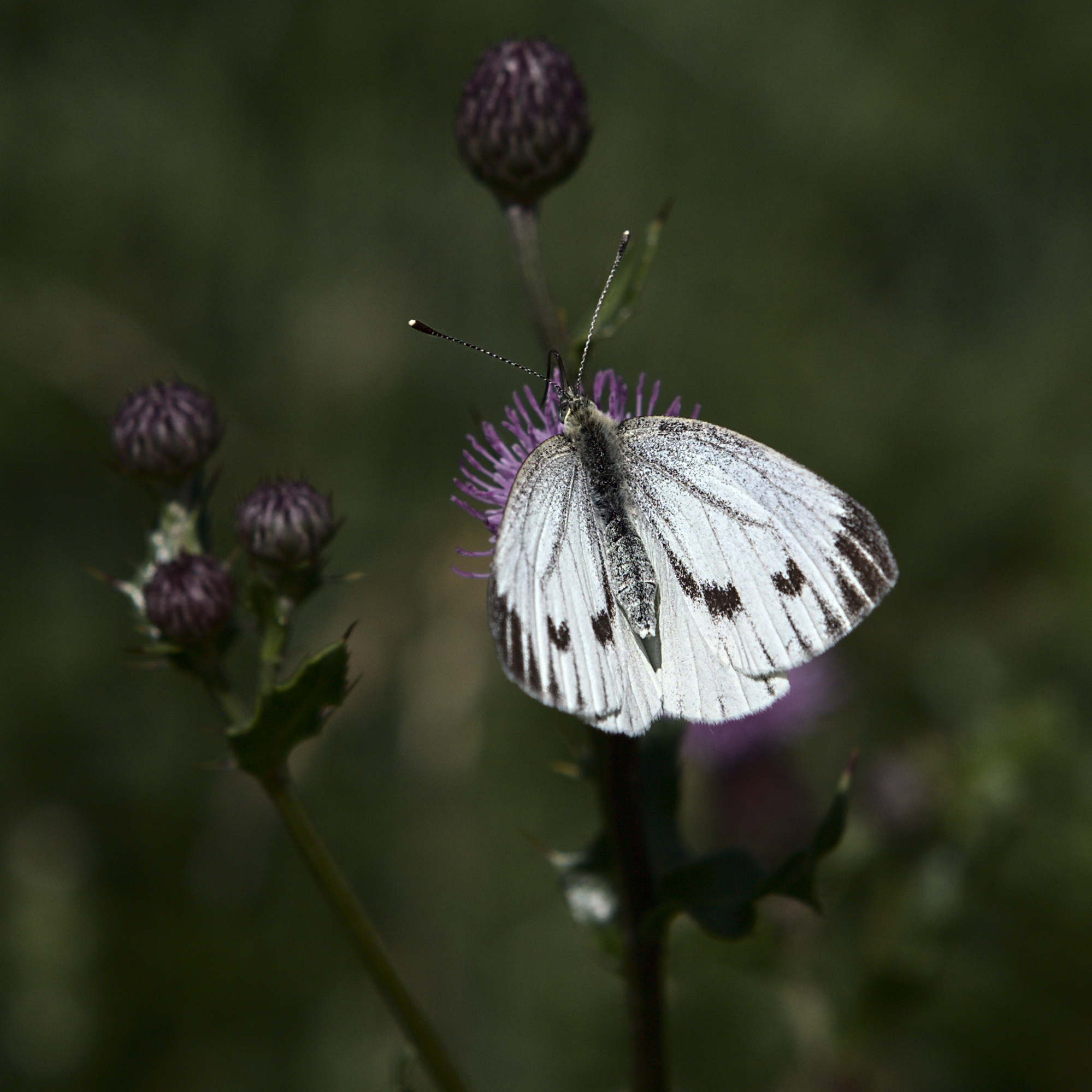 Großer Kohlweißling